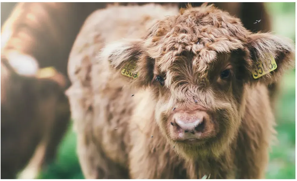 Calving Season: Cow BCS and Mineral Supplementation Are Key